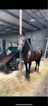 Cavalo manga larga a venda 
