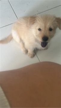 Chow Chow