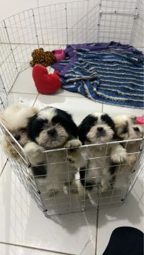 Filhotes Shih Tzu 