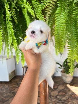 Shih Tzu Brincalhão