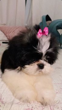 Filhote Shih Tzu Fêmea 