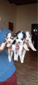 Husky siberiano 