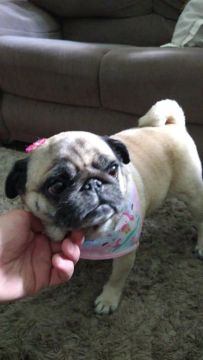 Vende-se Pug fêmea 