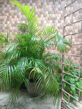 Palmeira Areca - Planta de Interior