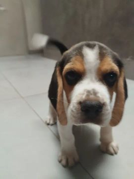Filhotes de Beagle puro