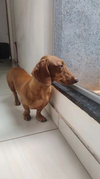 Dachshund para  venda