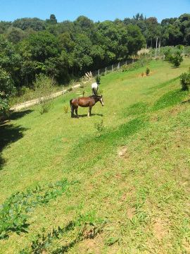 Égua criola confirmada