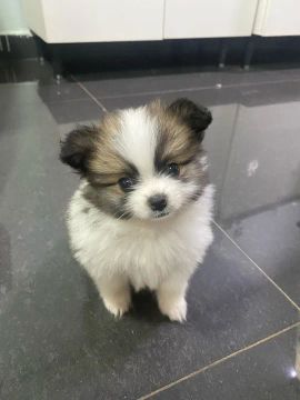 Spitz Alemão Anão macho dois filhote 
