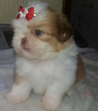 Shih tzu