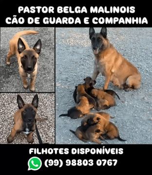 Pastor Belga Malinois para a venda