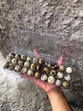 Ovos fertilizados de codorna Gigante