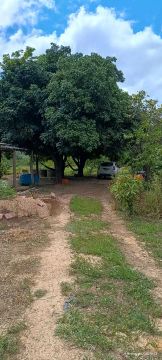 Sítio com área verde e pomar