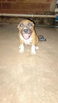 Vende se filhote fêmea de pit bull