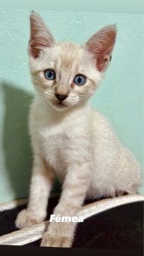 Adoção responsável de gatinhos- entrego