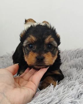 Yorkshire Terrier- Filhotes com pelagem linda