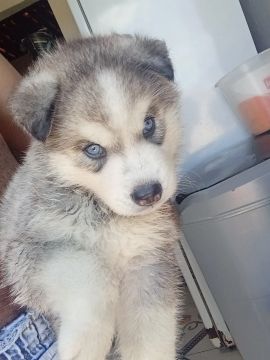 Filhote Husky Siberiano 