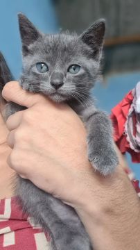 Chartreux