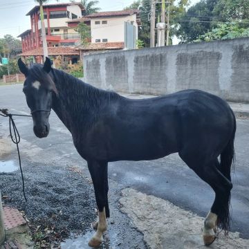 Cavalo mangalarga 
