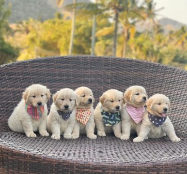 A família Triunfo Kennel perfeita 