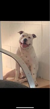 Pitbull para adoção 