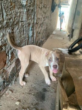 Vendo filhote de pit monste 800