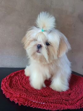 Shih Tzu machos - Lindos e Carinhosos