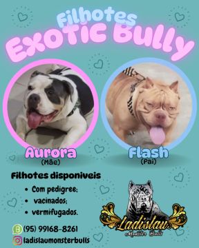 Filhotes Exotic Bully