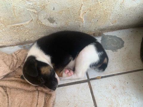 Doaçao dessa cachorrinha 