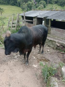 7 cabeças de animais, Touro Negro para Venda