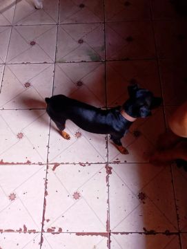 Pincher para procriar e dividir o dinheiro dos filhotes, ligue: *
