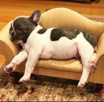 Bulldog frances personalidade unica e carisma que conquistam coraçoes