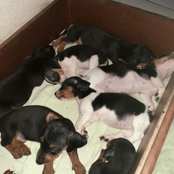 Filhotes de Dachshund (Salsicha)