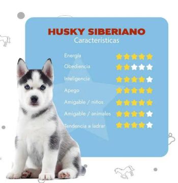 Filhotes de Husky Siberiano pra reservar. 
