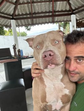 Pitbull (filhotes)