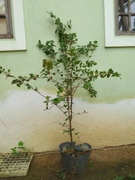 Muda de Acerola 1,60 altura