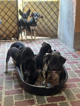 Lindos Filhotes Pinscher Nº 3 - Machos e Fêmeas Disponíveis!