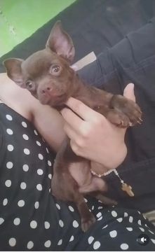 Promoção Chihuahua Fêmea Com Cor Rara Chocolate Com Pedigree CBKC na Mão Com Todas Vacinas