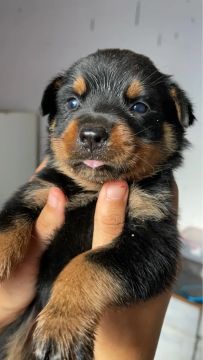 Filhote Rottweiler