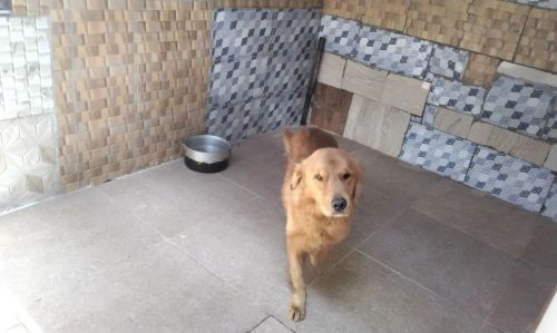Golden Retriever lindo e dócil para venda