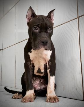 AMERICAN  BULLY c/ PEDIGREE, MICROCHIP, VACINADO E VERMÍFUGADO filhote.             