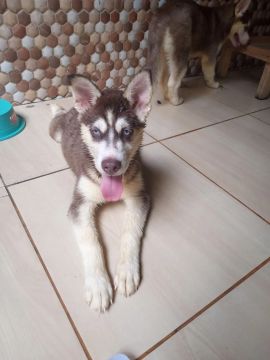 Filhote Husky Siberiano