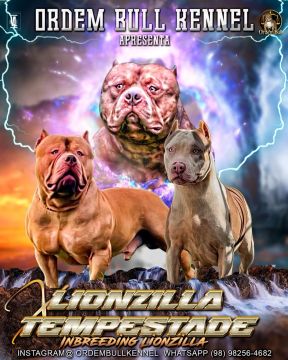 Filhotes Pitmonster 