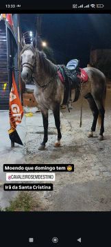 Potro Mangalarga marchador para venda