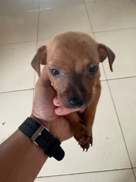 Pinscher número 1