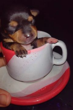 Pinscher 1