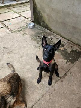 Filhote de Pastor belga malinois 