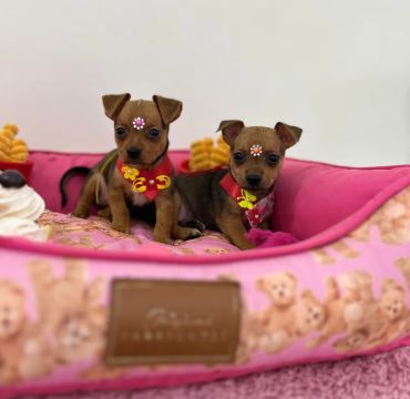 FILHOTES DE PINSCHER  MINI