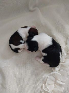 Shih tzu fêmea pequeno porte 