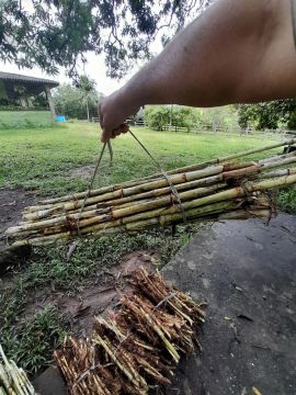 GEMAS CAPIAÇU E KURUMI DISPONÍVEL A PRONTA ENTREGA ENTREGA GRATIS EM ARACAJU 