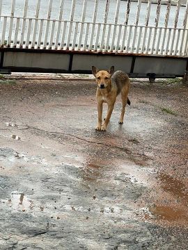 Cachorra mistura de boiadeiro australiano com vira lata 